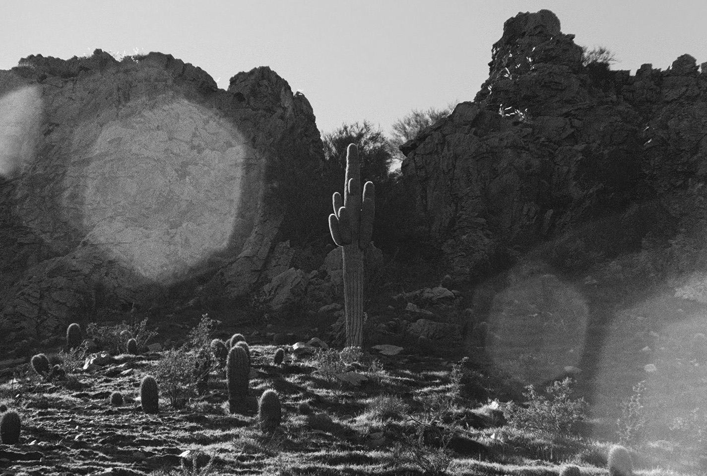 Saguaro cactus in low golden light at Dreamy Draw