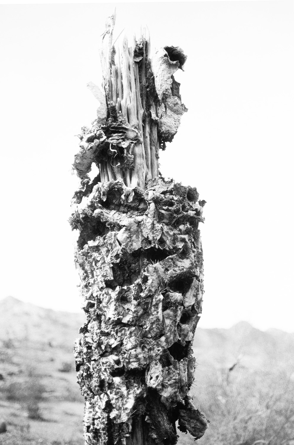 Dead saguaro cactus skeleton at Dreamy Draw